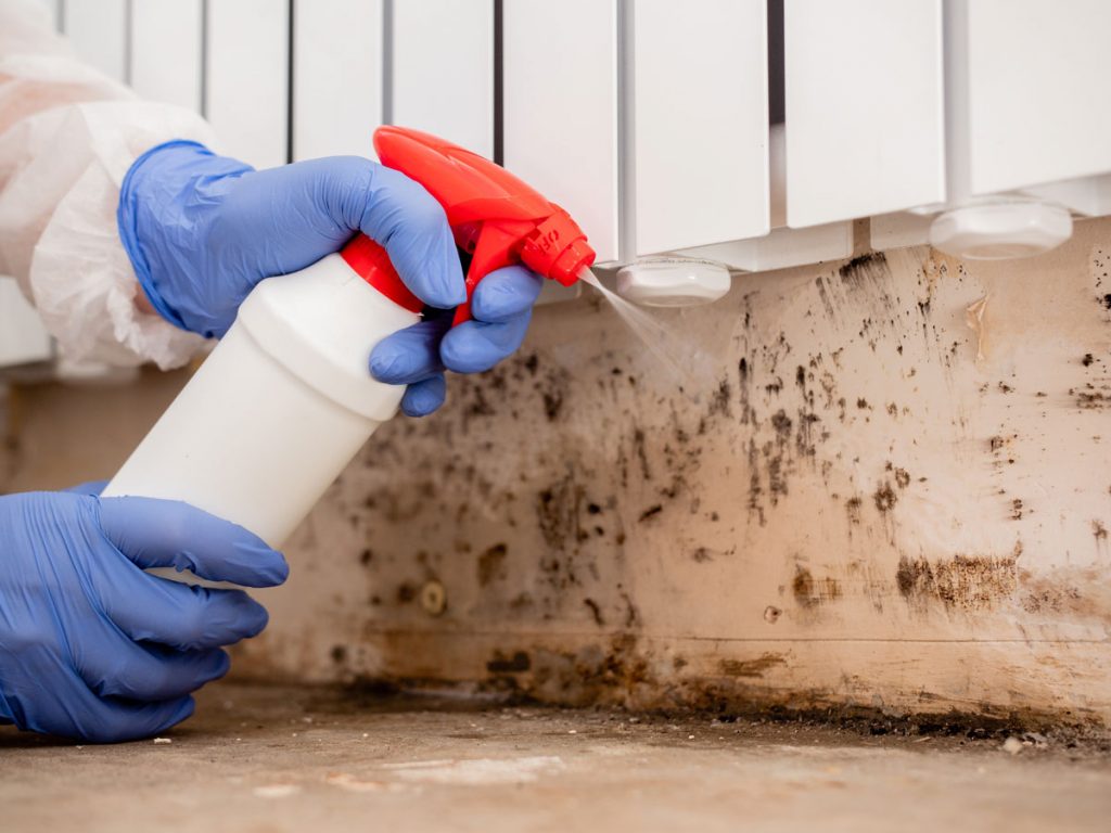Removing visible mold growth from an interior wall during residential mold remediation and indoor air quality cleanup