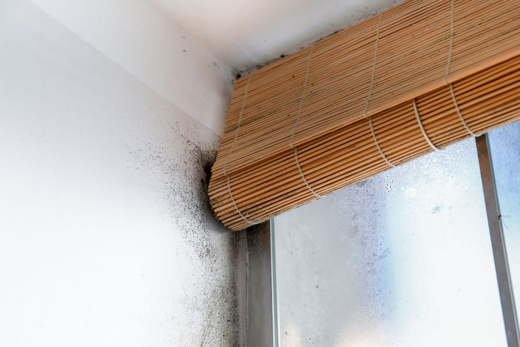 Black mold growth around a residential window caused by excess moisture, condensation, and poor indoor ventilation